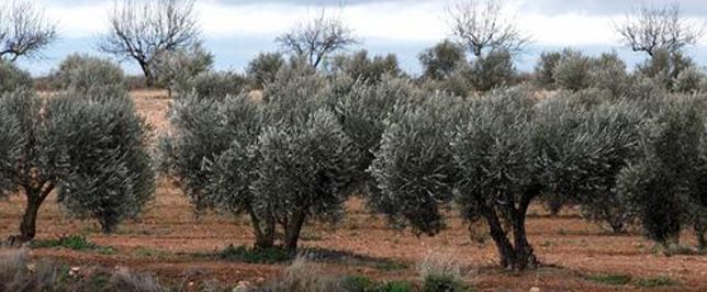 Cenizas de biomasa de olivar como aditivo para hormigones autocompactantes
